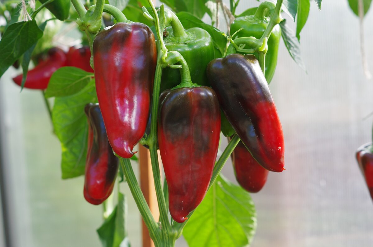 агрофирма партнер перцы. партнер перец лакшери f1. перец ламуйо f1 партнер. перец сладкий ламуйо f1. перец лакшери f1.