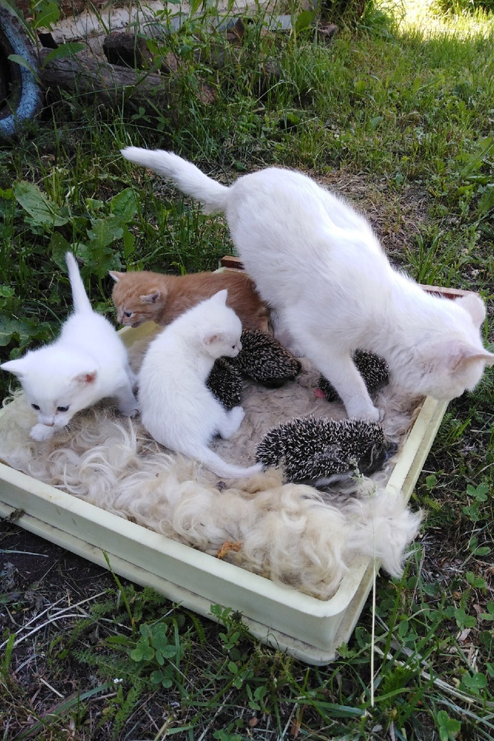 Наша пушистая мама