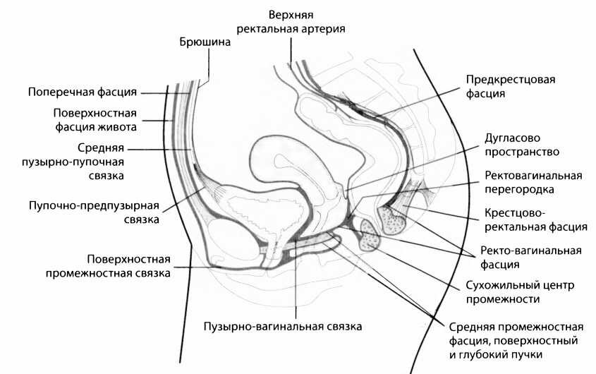 Схематично Дугласово пространство у женщин.