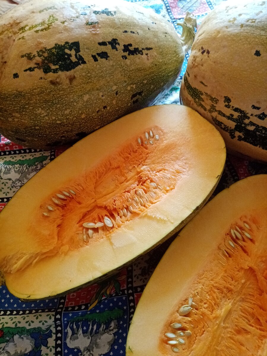 Тыква сорта Грибовская кустовая