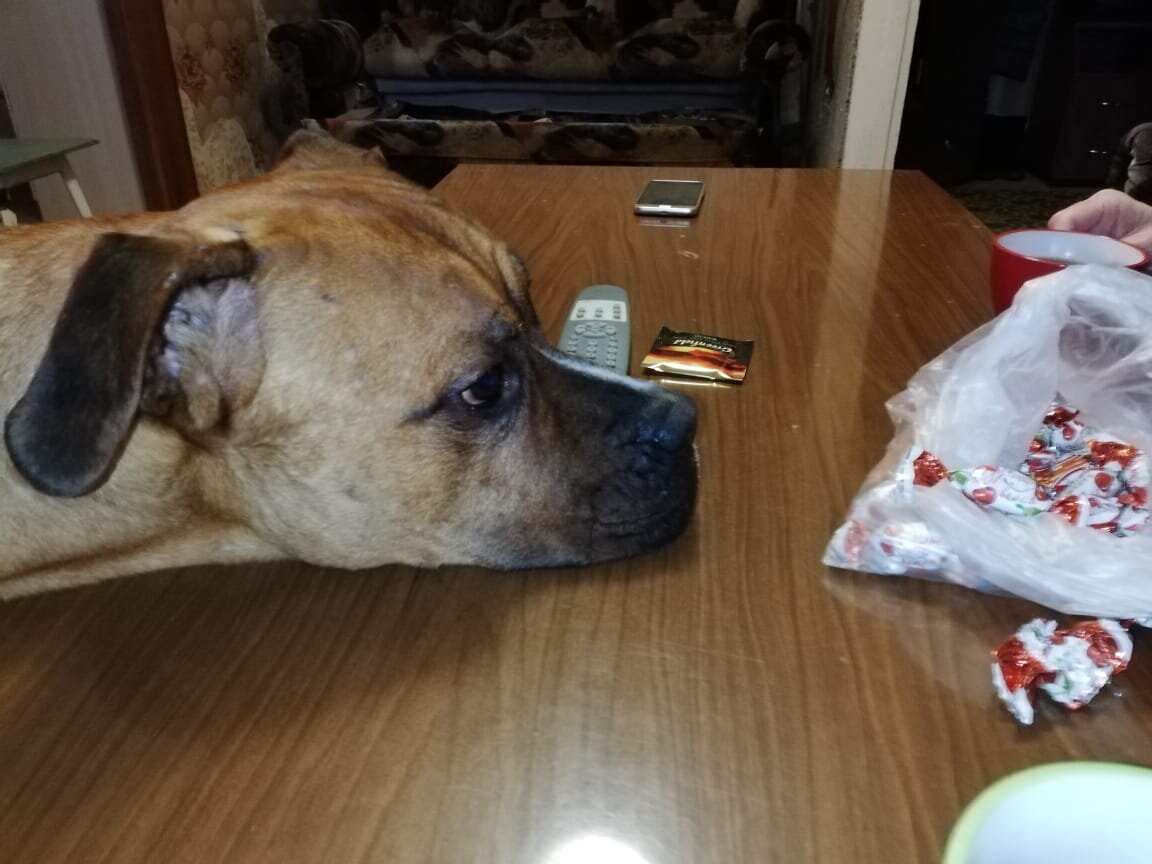 Собаки которые потерялись