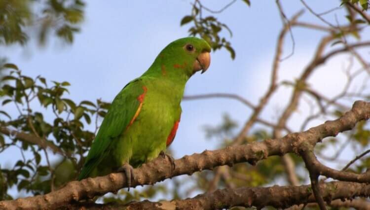 Белоглазая аратинга (Aratinga leucophthalmus)