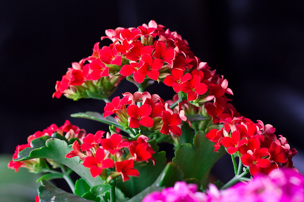 Фото каланхоэ.