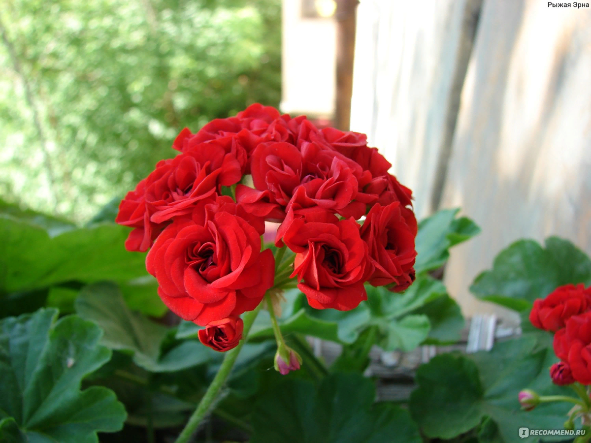 Фото герани