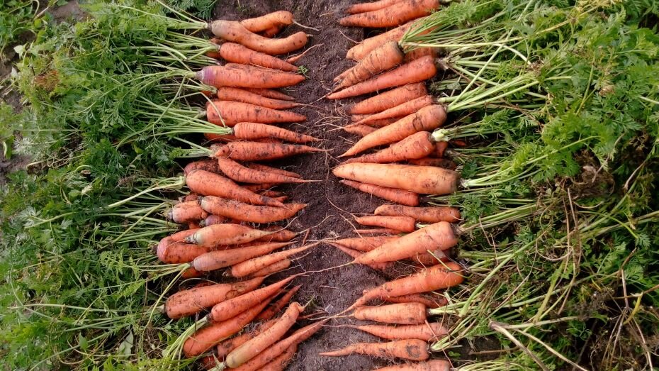 Красная морковь описание длинной малиновой рубиновой и других сортов | Научное изучение моркови в России