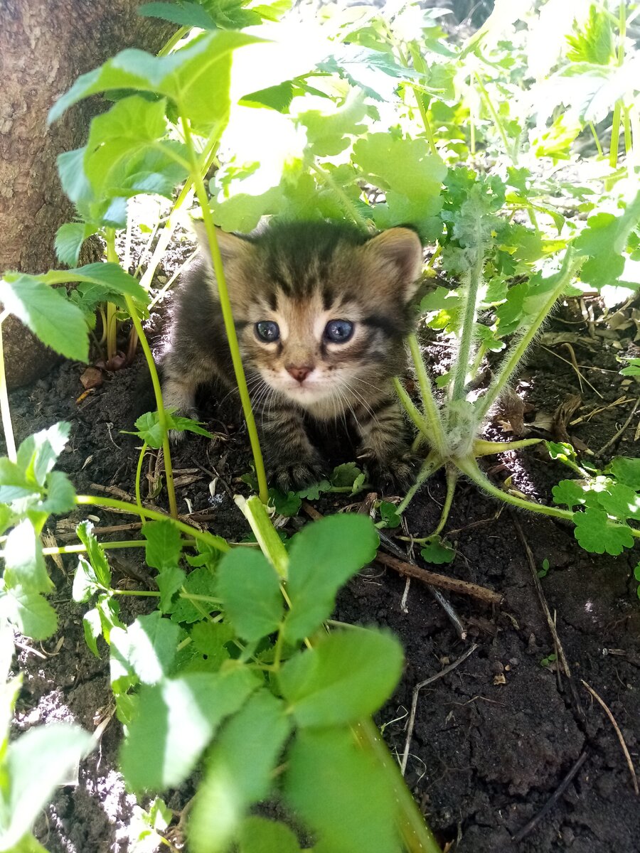 Маленький Коржик. 