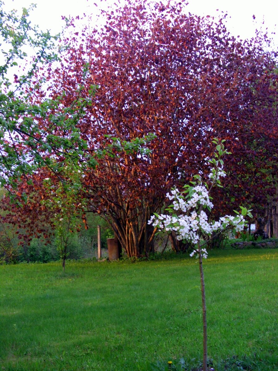 Это из интернета. Сорт Московский рубин. ЭЭЭх.