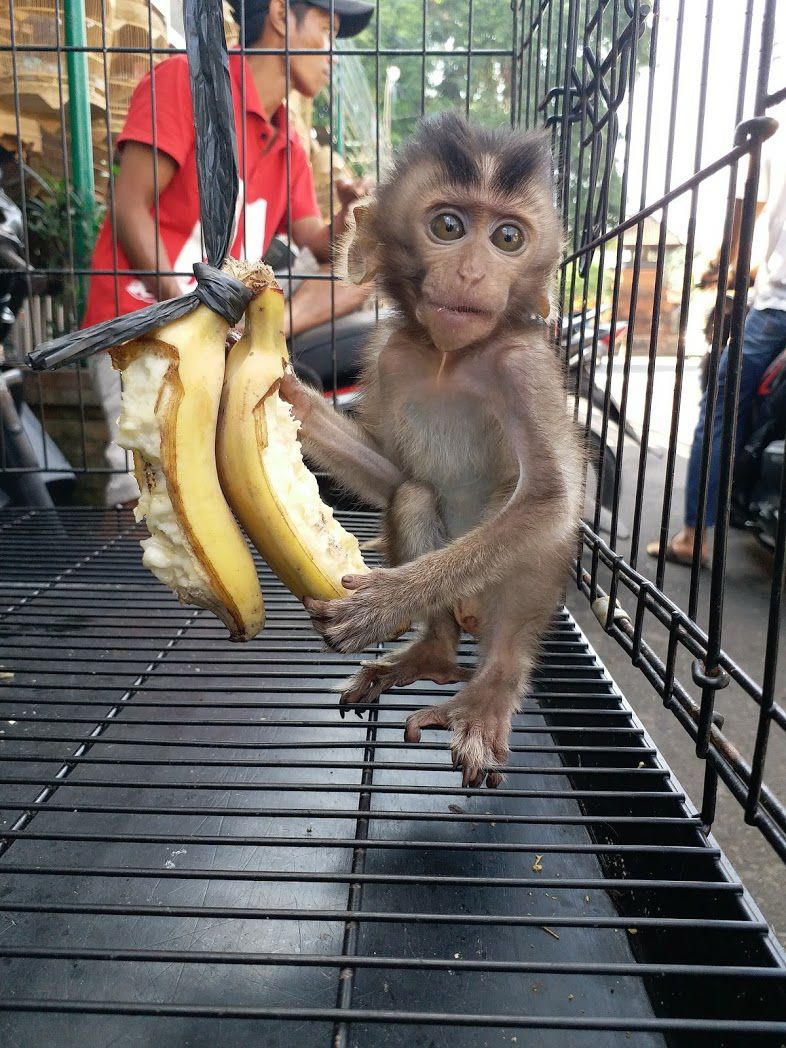 Ручная обезьянка. Продается обезьянка. Настоящая обезьянка. Продам обезьяну. Сколько стоит обезьянка в рублях