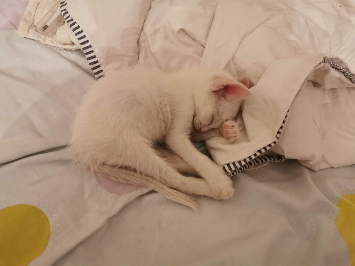 Котёнок Крысь умеет спать лучше всех