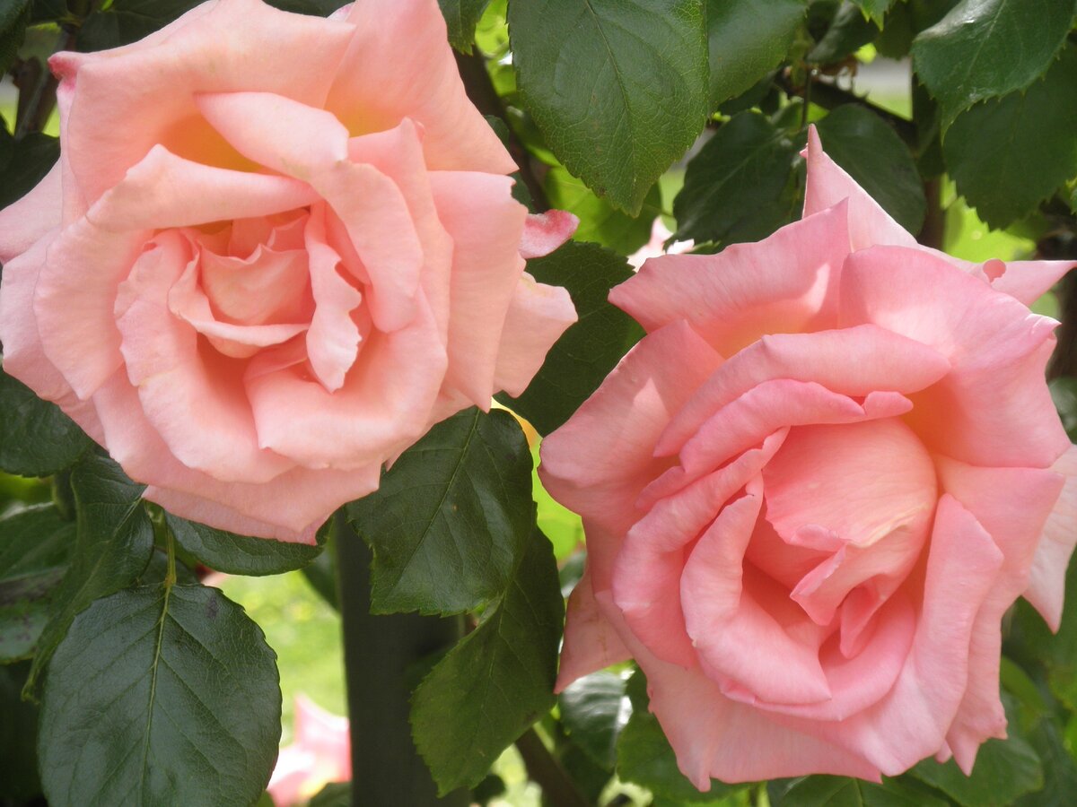 розы это праздник