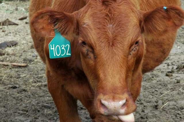  Гельминтозное заболевание телязиоз крупного рогатого скота (КРС) вызывают нематоды Thelazia.-2