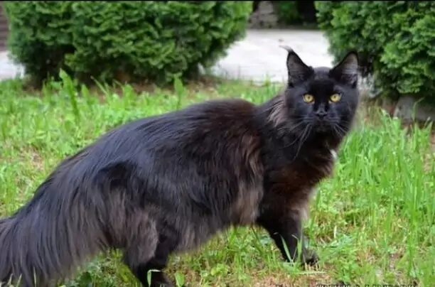 Папа Френсис