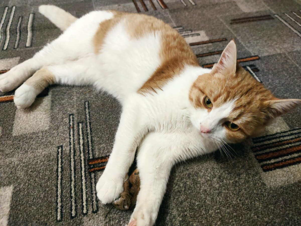 Кот со своей добычей.