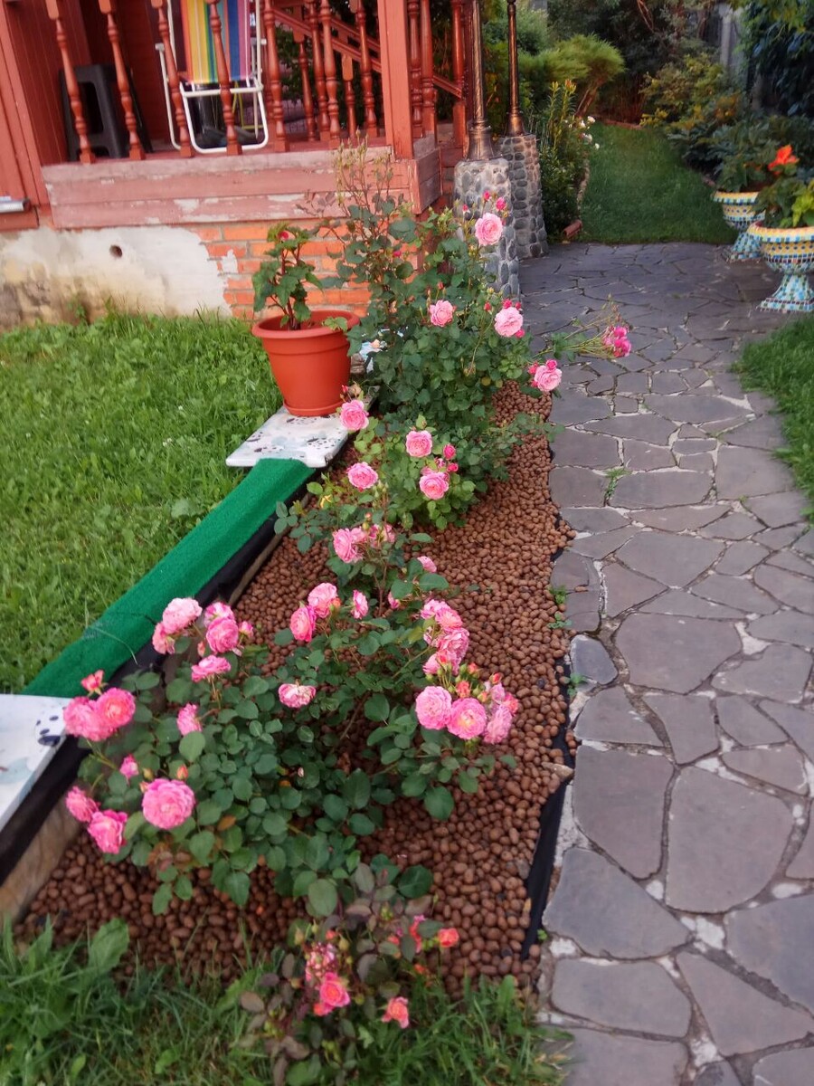 Розы сорта Гийо и Массад.