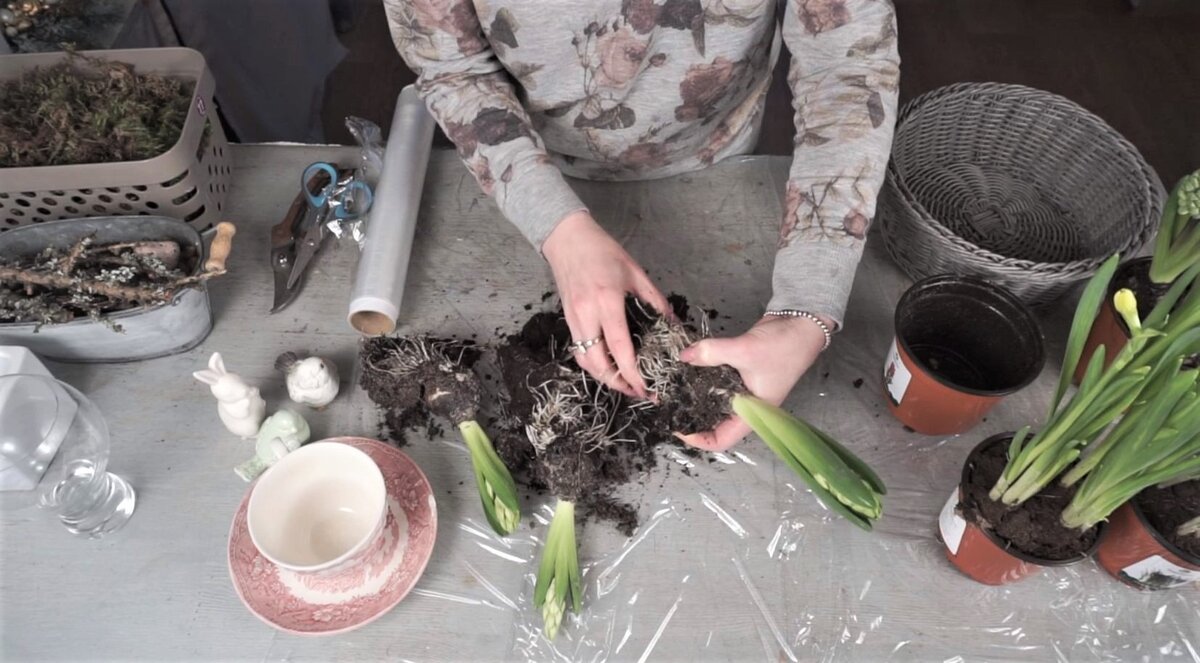 Очищаем луковицы гиацинтов