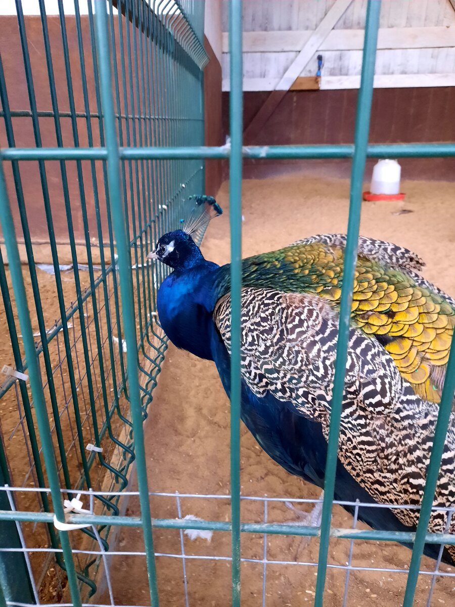 Южанин чувствут себя неплохо в наших краях