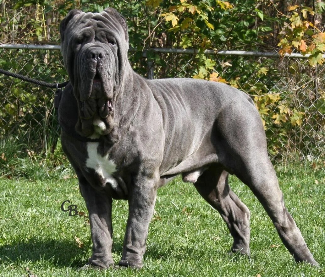 https://porodysobak.com/wp-content/uploads/2019/12/neopolitan-mastiff_01_lg.jpg