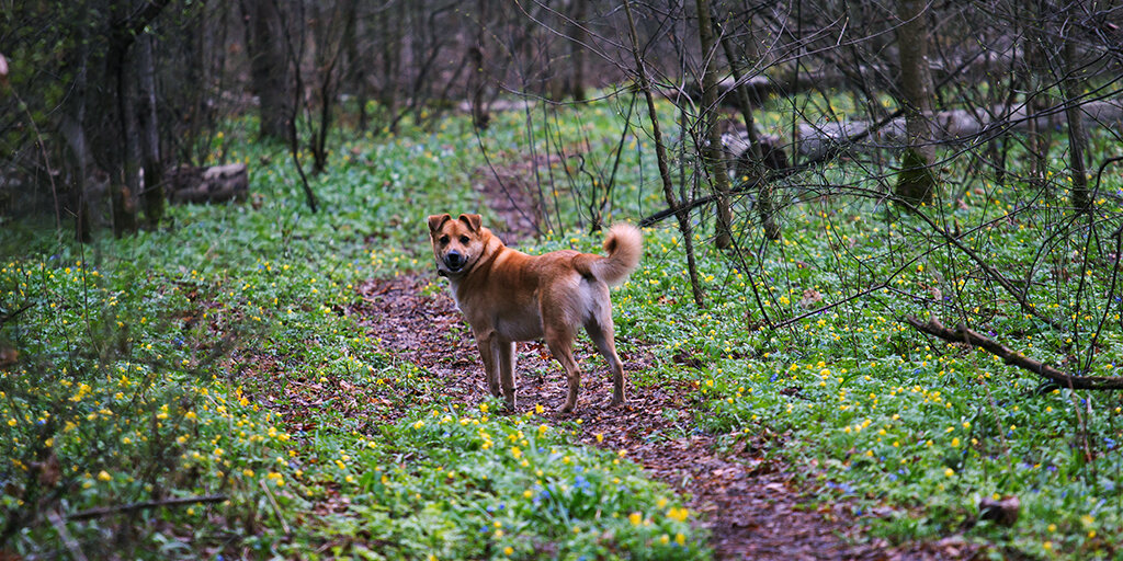Это Джим. Фото Романа Шкловского