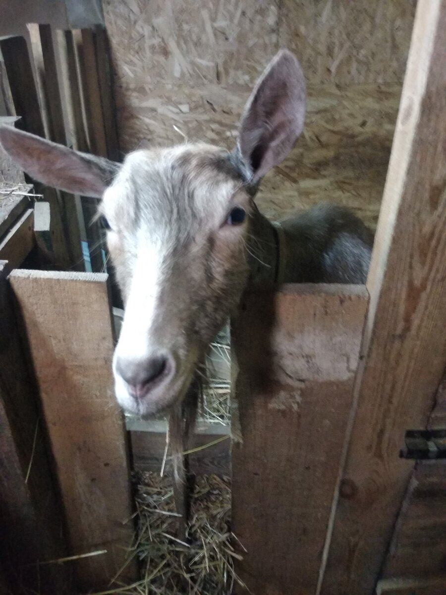 А мнееее, ну все же кушают! И мне давай мою миску!!!