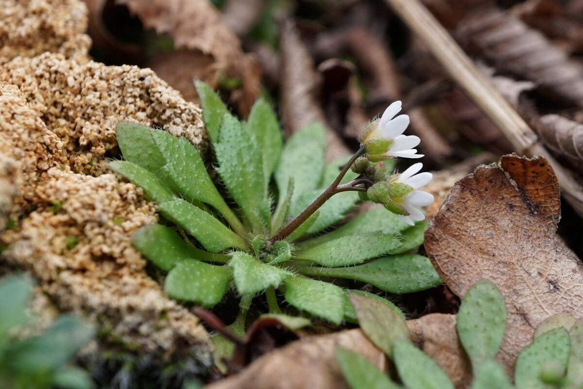 Веснянка Весенняя 