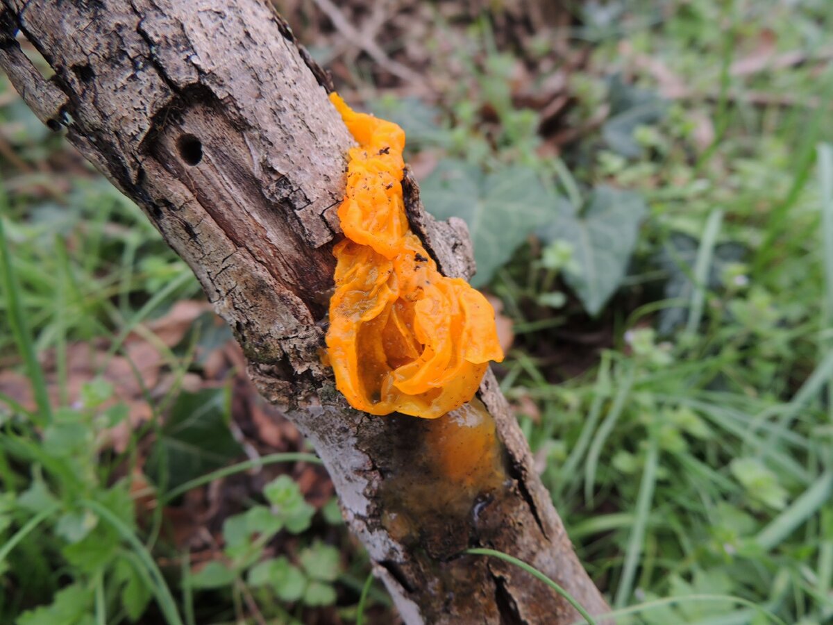 фото 1     Дрожалка оранжевая (Tremella mesenterica)