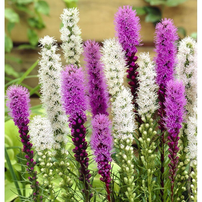 Фото с интернета