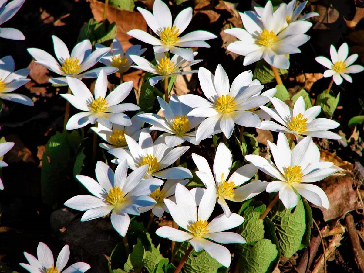  Сангвинария канадская. Фото с сайта: https://clck.ru/ToYcN.