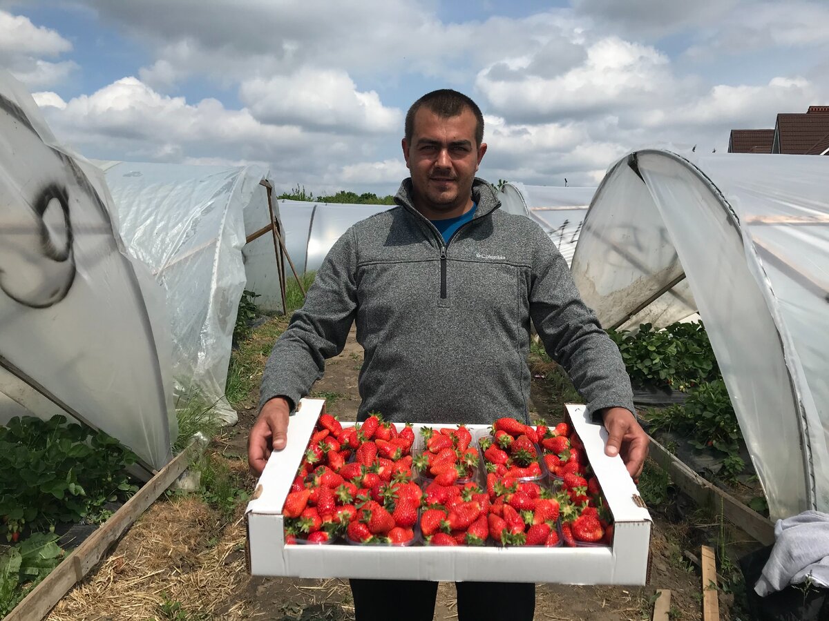 один фермер выращивал клубнику