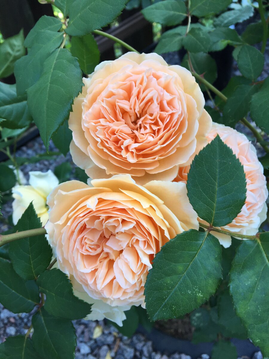 Crown princess margareta