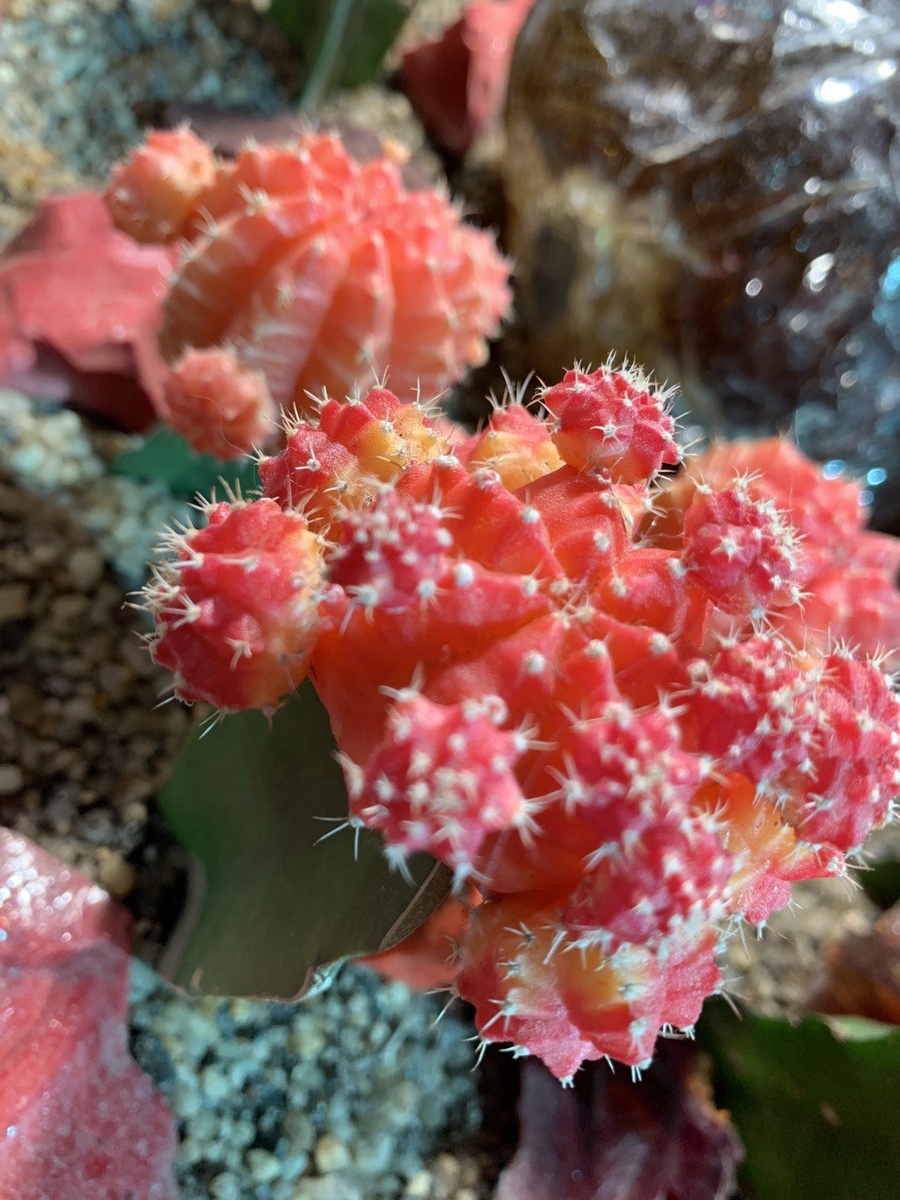 Мои любимчики)))