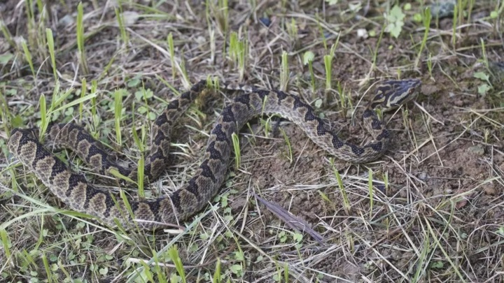 Геном азиатской змеи помог раскрыть тайну многих ядовитых существ. Фото Александра Михеева.