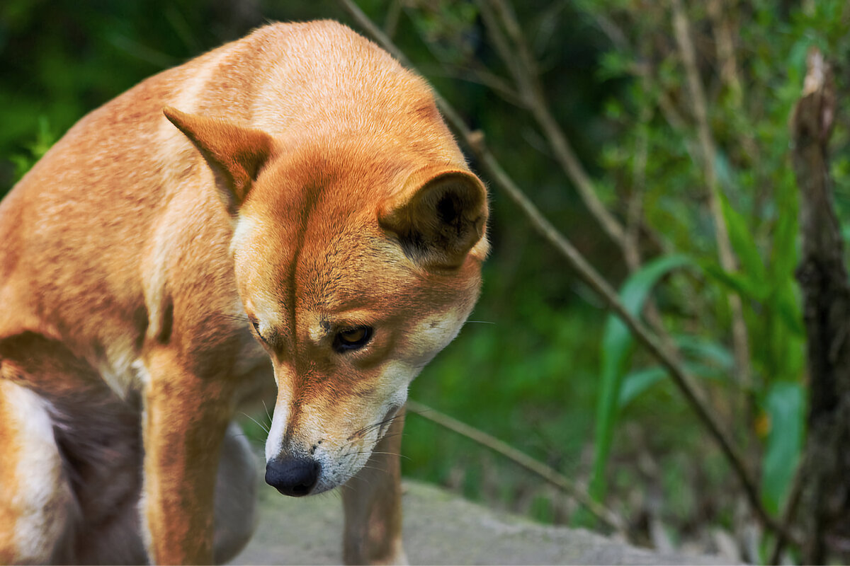 6 интересных различий между обычной собакой и дикой Динго | Приключения ...