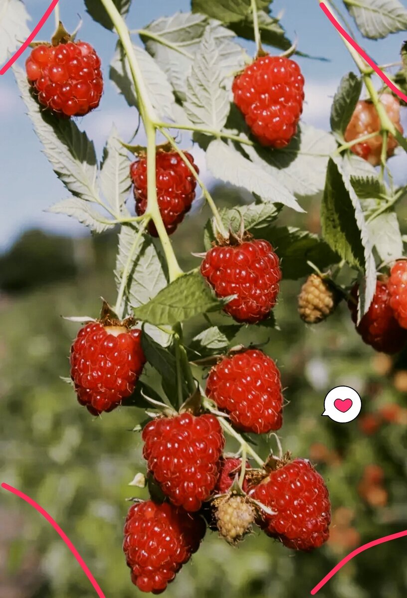 Та самая малина