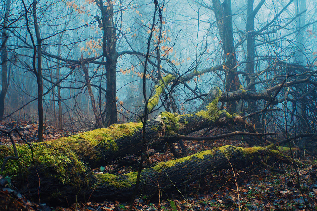 Дерево молчания. Национальный парк мертвых деревьев. Deadwood Forest. Лес дерево ЛОВУШКА. Больницы и отмирающие деревья в лесу.