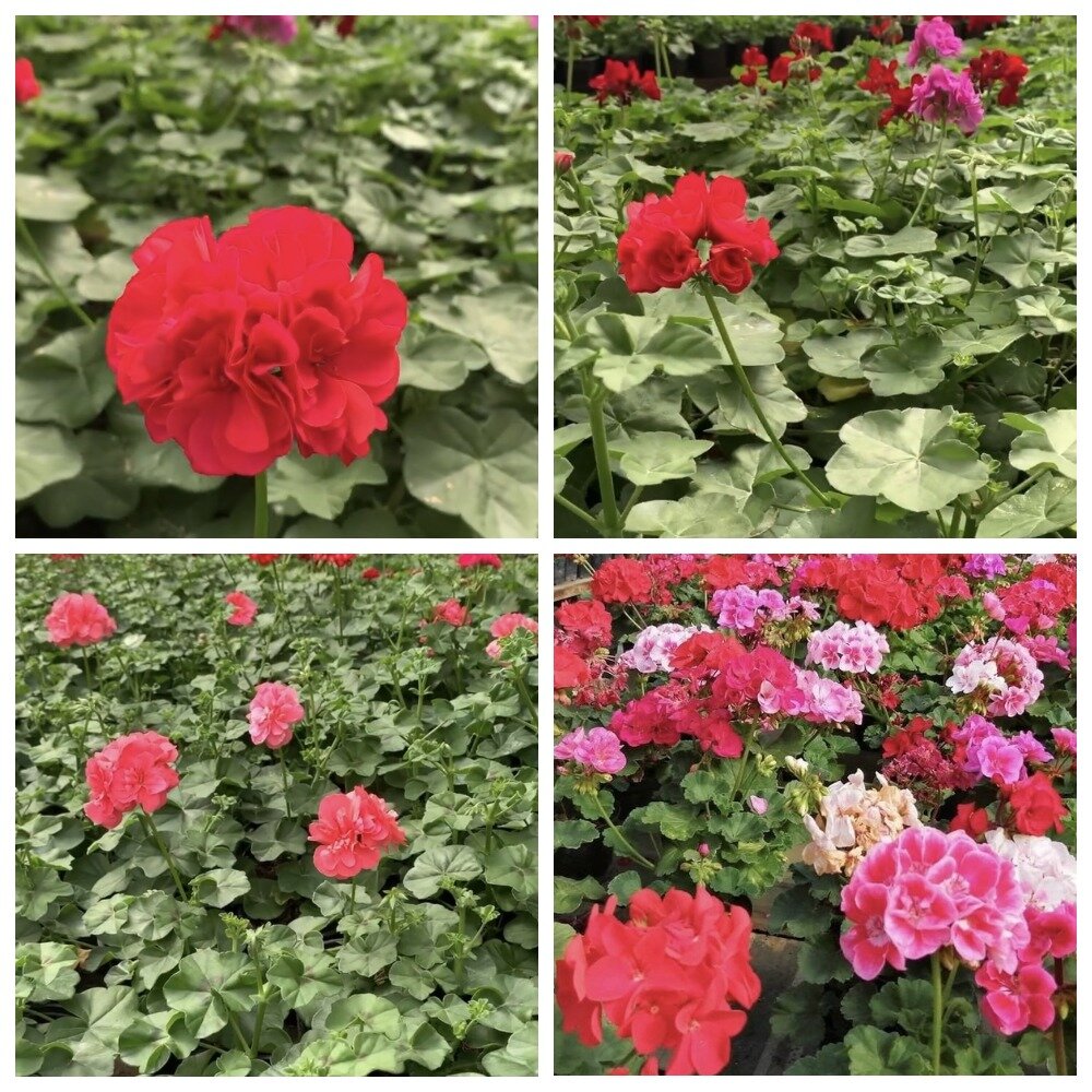 Герань в открытом грунте