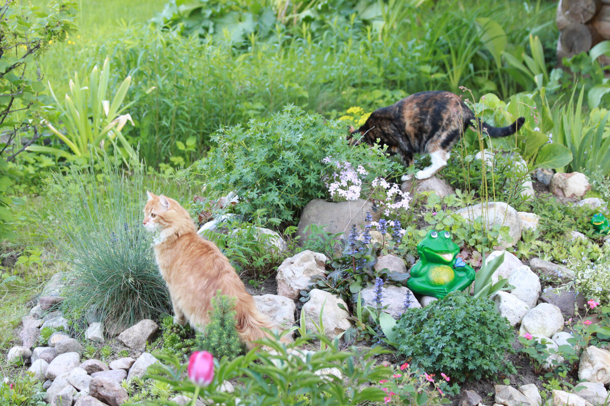 Беня с Васей на моей альпийской горке. Фото автора