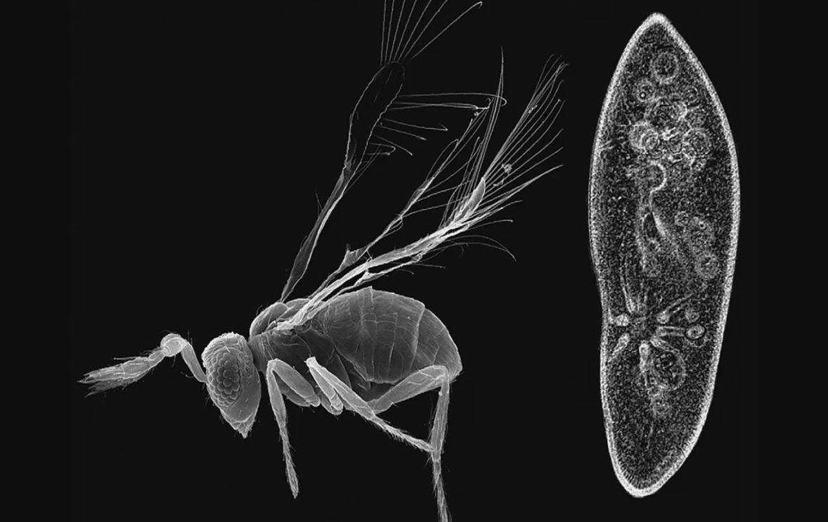 Насекомое относится к виду хальцидоидных наездников. В его мозге почти нет хромосом, а время жизни – лишь 5 дней. Распространено членистоногое достаточно широко: это и Европа (Испания, Португалия и так далее), и Австралия, и Гавайские острова, и многие другие места.