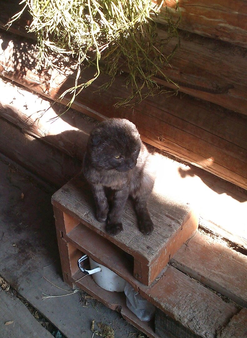 ЭТО УСЕЙН ЕЩЕ НЕ ЗНАЕТ, ГДЕ БУДЕТ ЗИМОВАТЬ, МЫ ТОЖЕ НЕ ЗНАЛИ!