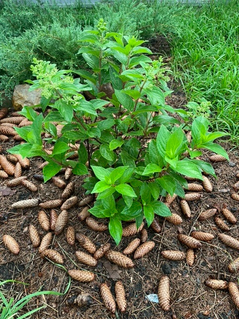 МОЯ ГОРТЕНЗИЯ ГОТОВИТСЯ К ЦВЕТЕНИЮ. КУСТИК ЕЩЕ МОЛОДОЙ. БЫЛ ПОСАЖЕН В ПРОШЛОМ ГОДУ