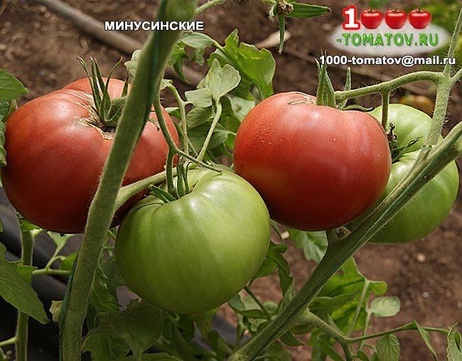 Томат Минусинские фото 2