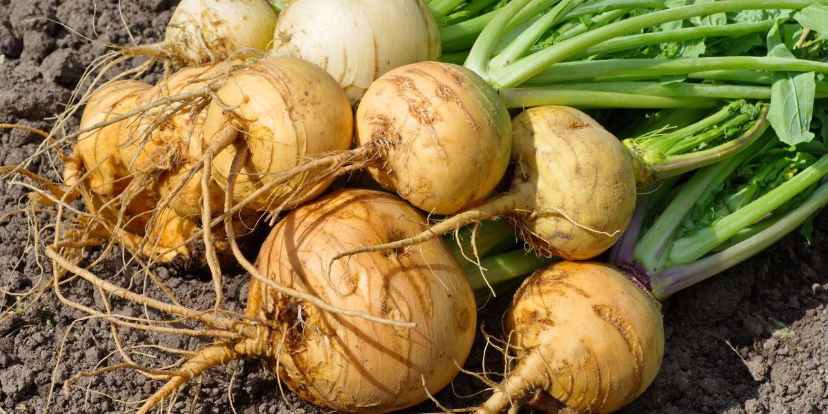 Особенности выращивания репы: выбор сорта, правила посева, борьба с болезнями и вредителями