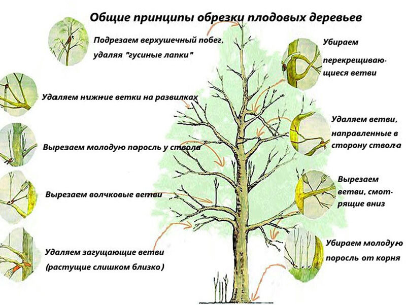 Можно в ноябре обрезать плодовые деревья