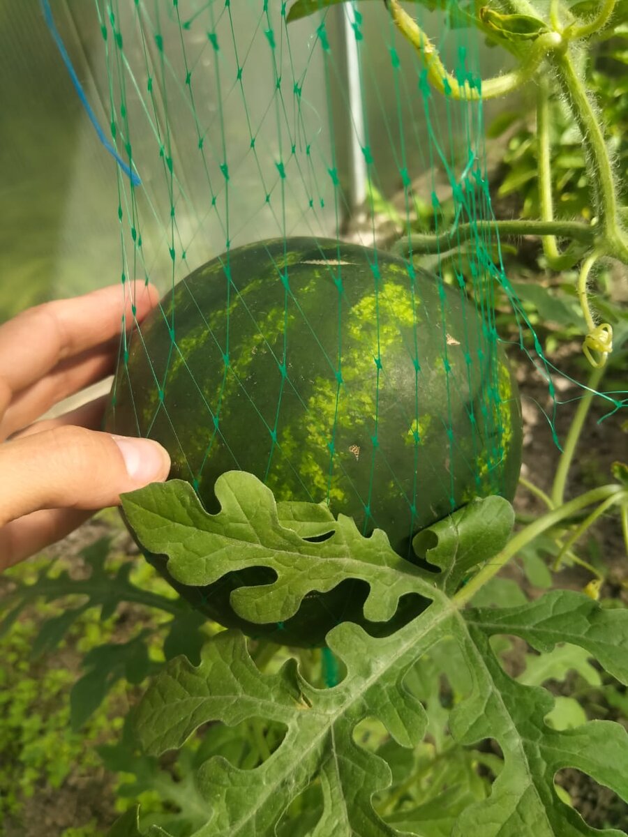 Мой арбузик растет! (фото автора)