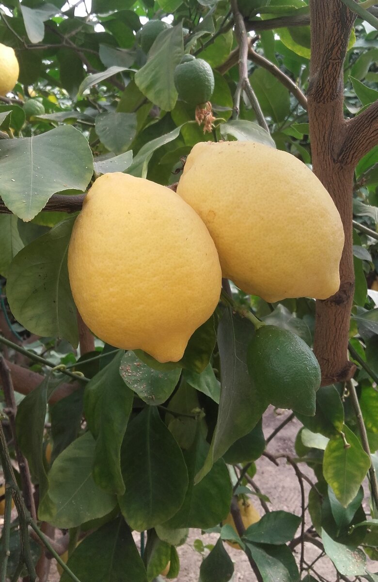 Июль 2019, цитрусовый питомник Оскара Тинтори в Тоскане