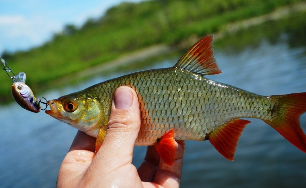 Можно ди рыба. Красноперка Scardinius erythrophthalmus. Чешуя красноперки. Красноперка Озерная. Плотва красноперка красноглазка.