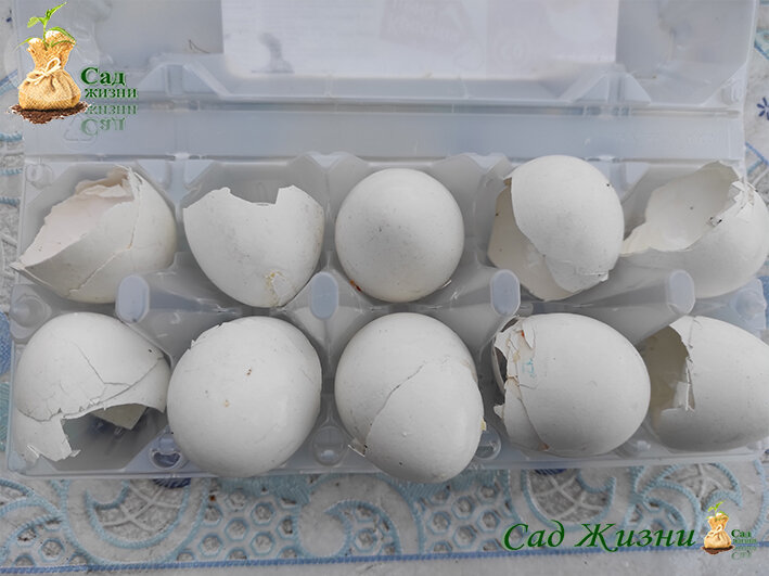 Скорлупа яичная удобрение или нет?