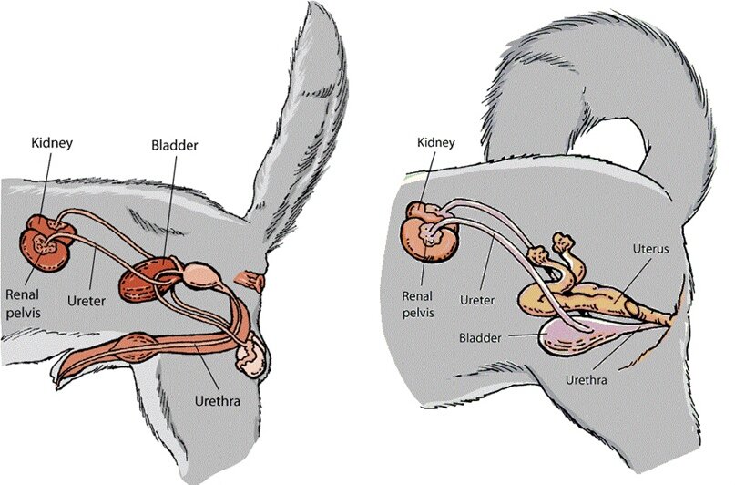 Мочевыделительная система собак