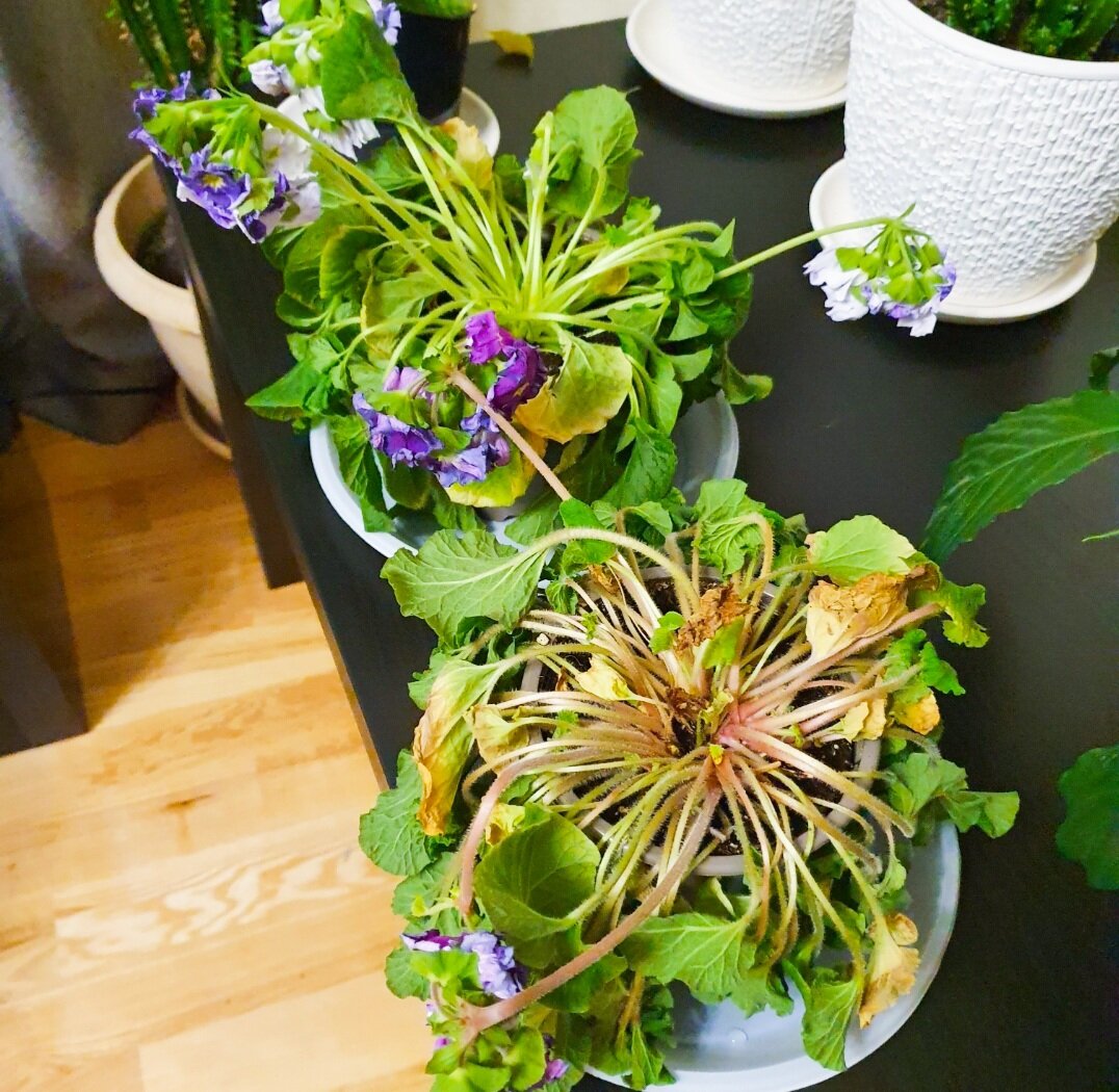 Не могу, например, сказать, что частоту полива примул нужно сокращать – прошлой зимой я поливал их практически каждый день