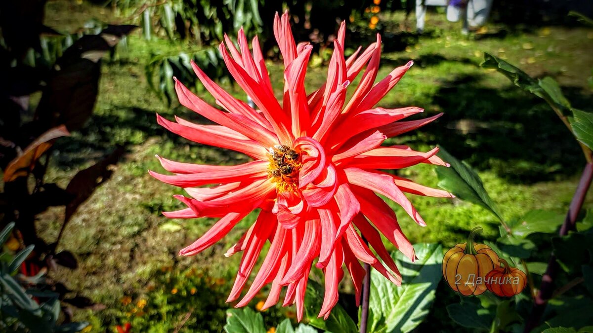 Кактусовидный, красный георгин, из семян, высота около 1 метра, его очень любят пчелки.   (Листайте ➡ )