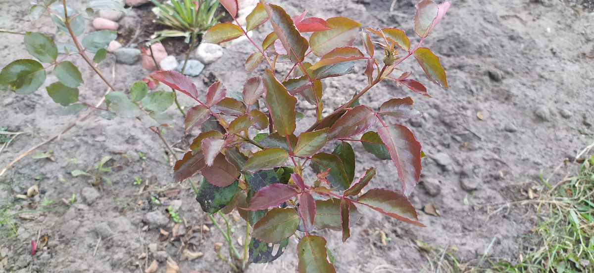 24 октября, роза стремиться к цветению. А впереди морозы.